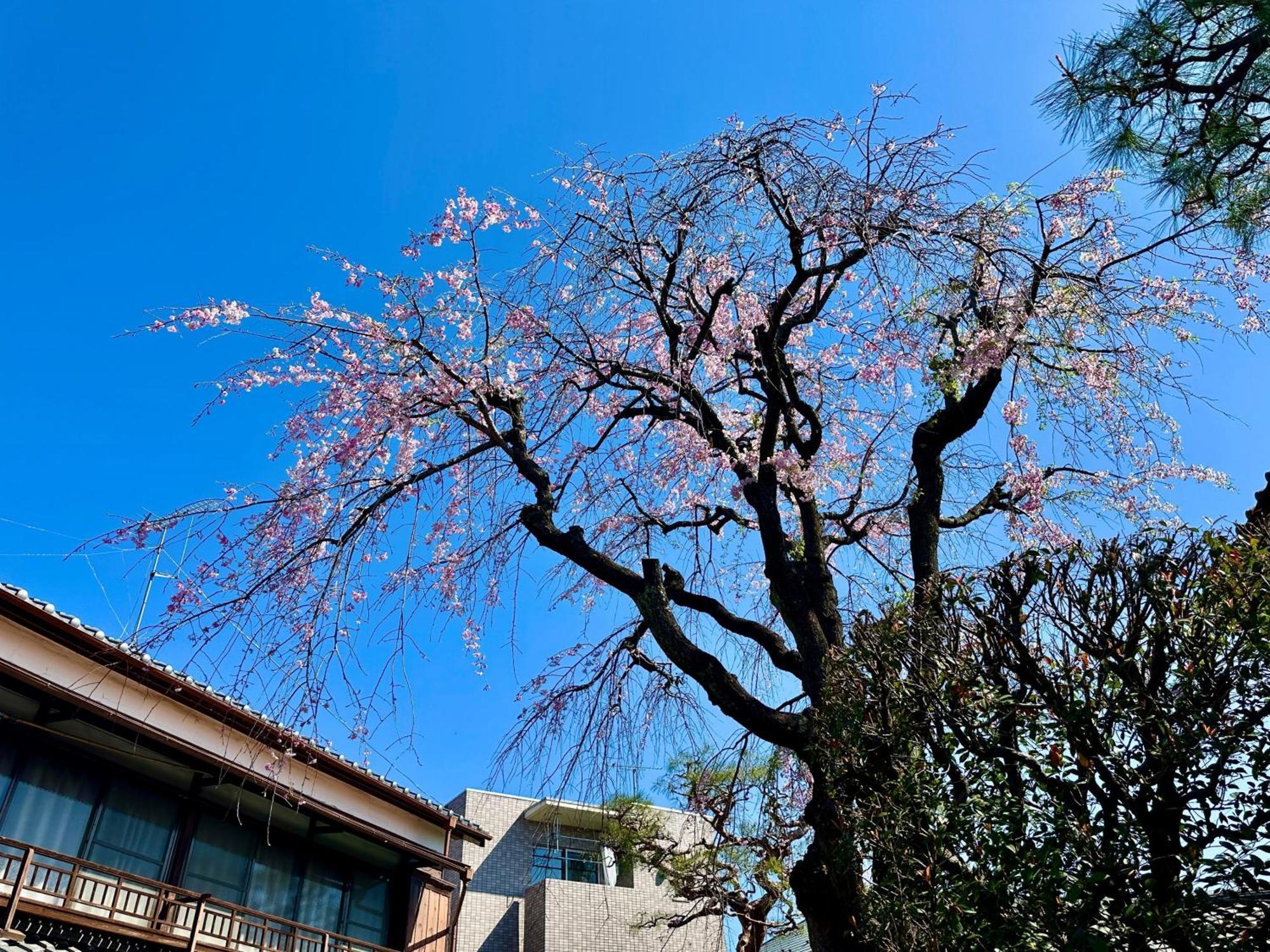 Family Or Business Travel 20 Percent Off丨200 Sqm 丨 14 Min To Shinjuku 丨century-Old Japanese Garden 丨3 Parking Spaces丨4 Bedrooms Tokio Zewnętrze zdjęcie